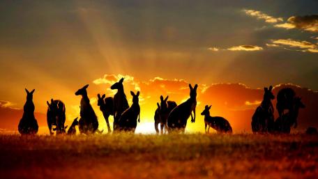 Joyful Kangaroos at Sunset in the Grassland wallpaper