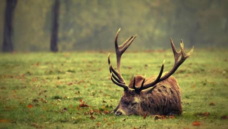 Serene Slumber in the Forest wallpaper