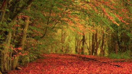 Autumn Serenity in the Forest Path wallpaper
