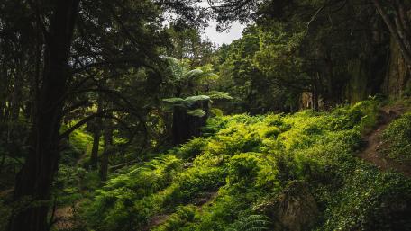 Lush Green Forest Serenity wallpaper