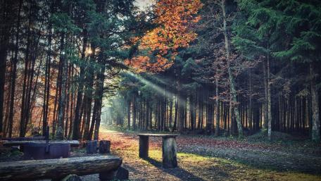 Serene Autumn Forest with Bench wallpaper