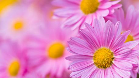 Delicate Pink Daisies Blooming in Harmony wallpaper