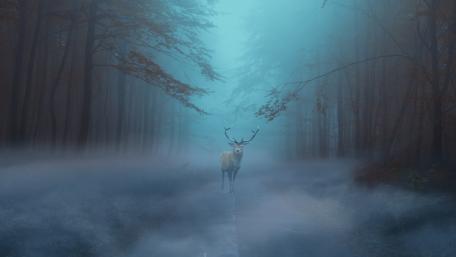 Enigmatic Encounter in Foggy Forest wallpaper