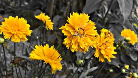 Yellow flowers wallpaper