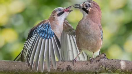 Eurasian jay feeding wallpaper