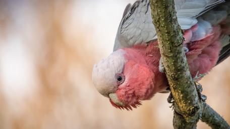 Cockatoo Galah wallpaper