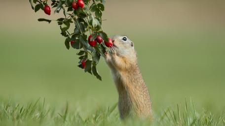 Gopher stuffing his mouth wallpaper