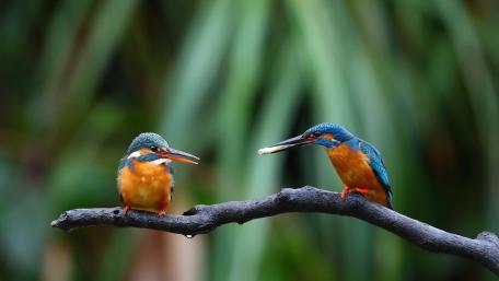 Beautiful Kingfishers Perched on a Branch wallpaper
