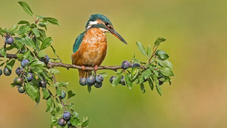 Kingfisher on a Berry Twig wallpaper