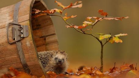 Charming Hedgehog in Autumn Leaves wallpaper