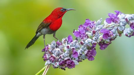 Vibrant Sunbird Perched on Blossoming Flowers wallpaper