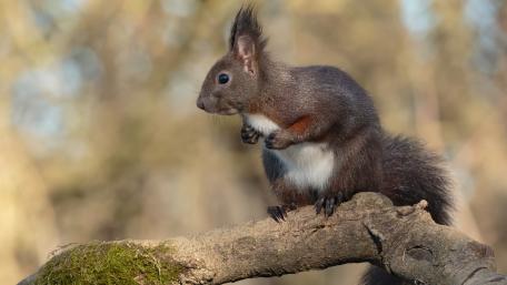 Adorable Squirrel on a Tree Branch wallpaper