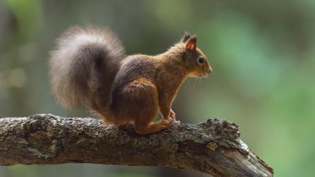 Charming Squirrel on a Tree Branch wallpaper