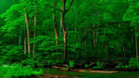 Green Serenity in a Riparian Forest wallpaper