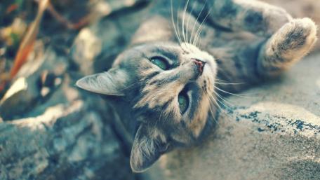 Playful Cat Relaxing in Nature wallpaper