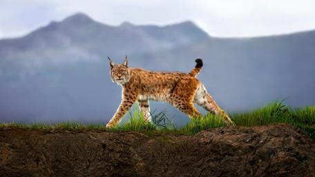 Majestic Eurasian Lynx in Nature's Landscape wallpaper