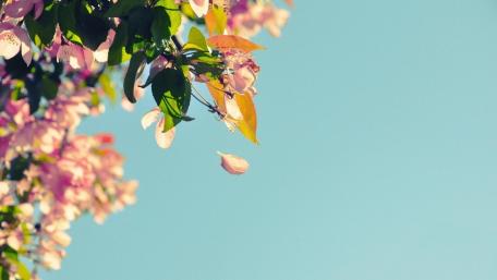 Blossoming Beauty Under Clear Skies wallpaper