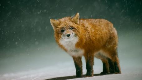 Charming Fox in a Snowy Wonderland wallpaper