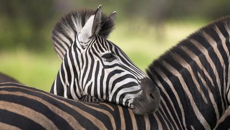 Elegant Zebra in Natural Habitat Displaying Unique Stripes wallpaper