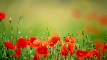 Vibrant Poppy Field in Bloom wallpaper