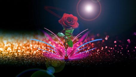 Elegant Red Rose on Glittering Background wallpaper
