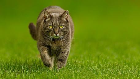 Stealthy Feline Hunter in Action wallpaper