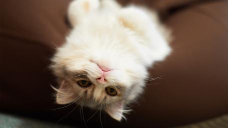 Playful Cat Posing for the Camera wallpaper