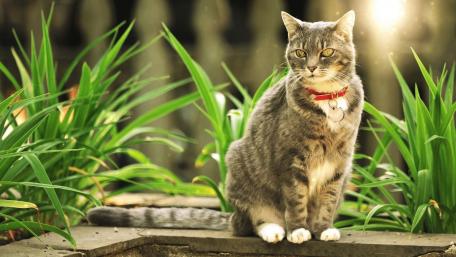 Charming Grey Cat in Nature wallpaper
