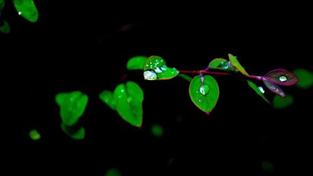 Lush Leaves in the Shadows of Night wallpaper