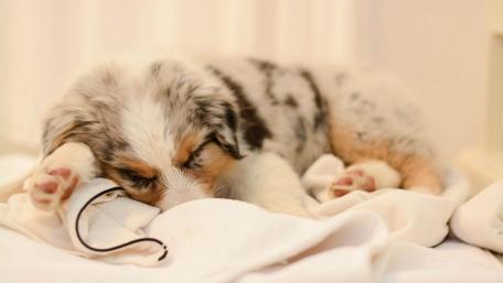 Adorable Puppy Blissful Sleep Moments wallpaper