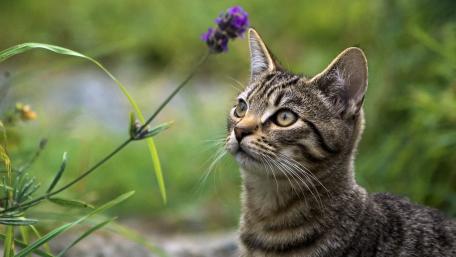 Curious Cat in Nature wallpaper