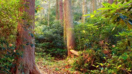 Serene Woodland Escape Amidst Lush Greenery wallpaper