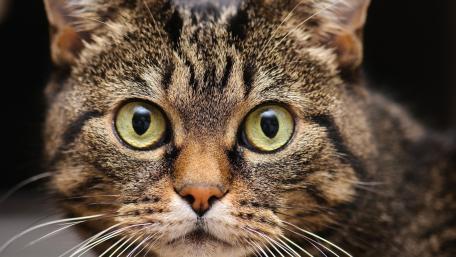Majestic Feline Gaze wallpaper