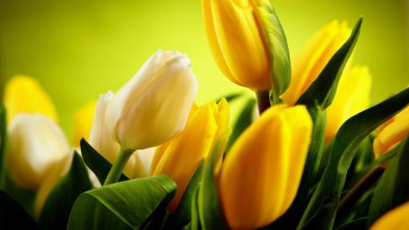 Sunny Yellow Tulips for Bright Spaces wallpaper