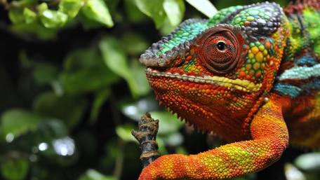 Vibrant Chameleon in Nature's Embrace wallpaper