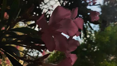 Blossoms Against a Whispering Sky wallpaper