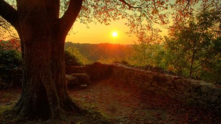 Golden Sunset Beneath a Majestic Tree wallpaper