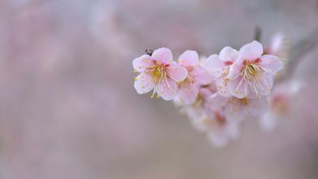 Delicate Blossoms Welcoming Spring wallpaper