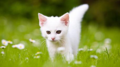 Charming White Kitten in a Flower Field wallpaper