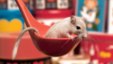 Mongolian gerbil wallpaper