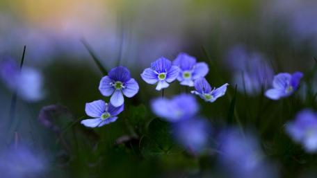 Delicate Blue Blooms in Nature's Embrace wallpaper