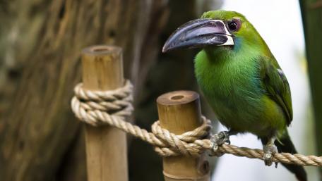 Crimson-rumped toucanet wallpaper
