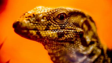 Lizard Close-Up in Vibrant Colors wallpaper
