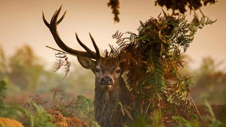 Majestic Stag Among Ferns wallpaper