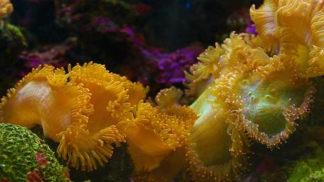 Vibrant Underwater World of Sea Anemones wallpaper