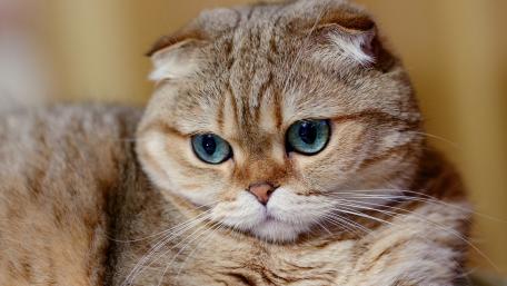 Gentle Eyes of a Scottish Fold Cat 4K wallpaper