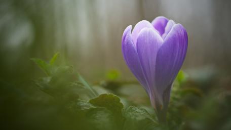Delicate Purple Crocus Blossom in Vintage Style wallpaper