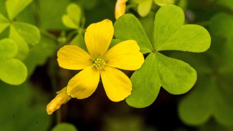 Bright Yellow Clover Blossom in Nature's Embrace wallpaper