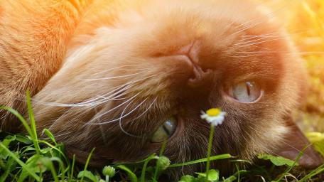Charming Cat Relaxing in Nature wallpaper