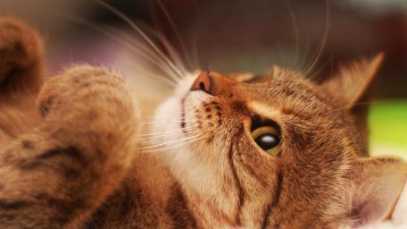 Adorable Cat Gazing Intently at its Surroundings wallpaper